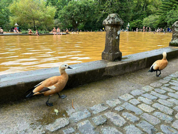 Das große Schwimmbecken im Terra Nostra-Park mit den mittlerweile braun gefärbten Enten.