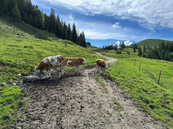 Kühe stehen auf einem schlammigen Weg in einer grünen Berglandschaft mit bewölktem Himmel.