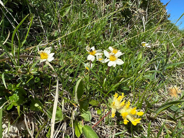 Weiße und gelbe Wildblumen blühen inmitten von grünem Gras unter einem klaren blauen Himmel.