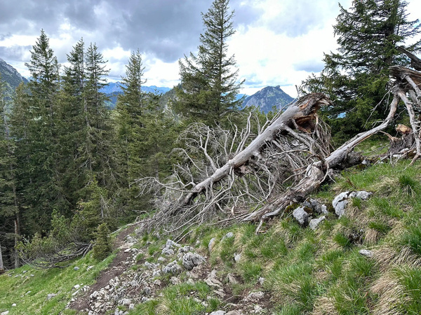 Ein umgestürzter Baum liegt auf einer alpinen Wiese, umgeben von Nadelbäumen vor einer Bergkulisse.