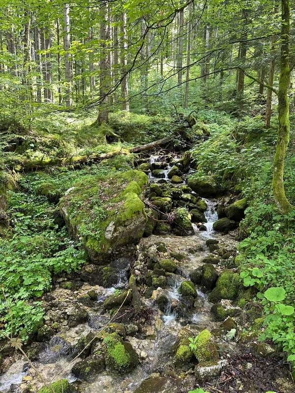 Ein kleiner Bach schlängelt sich durch einen dichten, grünen Wald voller Moose und Steine.
