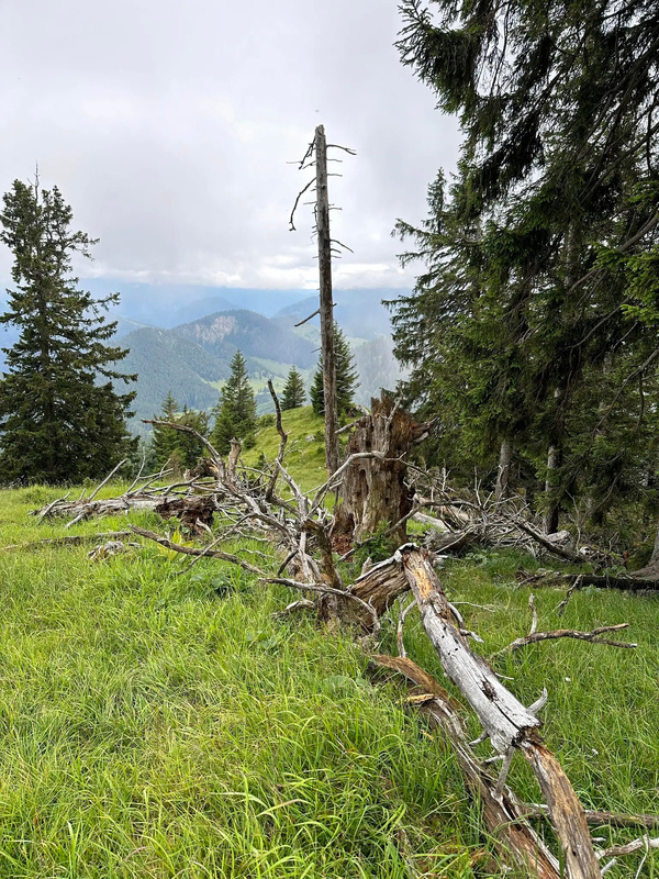 Eine malerische Berglandschaft zeigt einen umgestürzten Baumstamm auf einer grünen Wiese, umgeben von Tannen und bergiger Hintergrundkulisse.