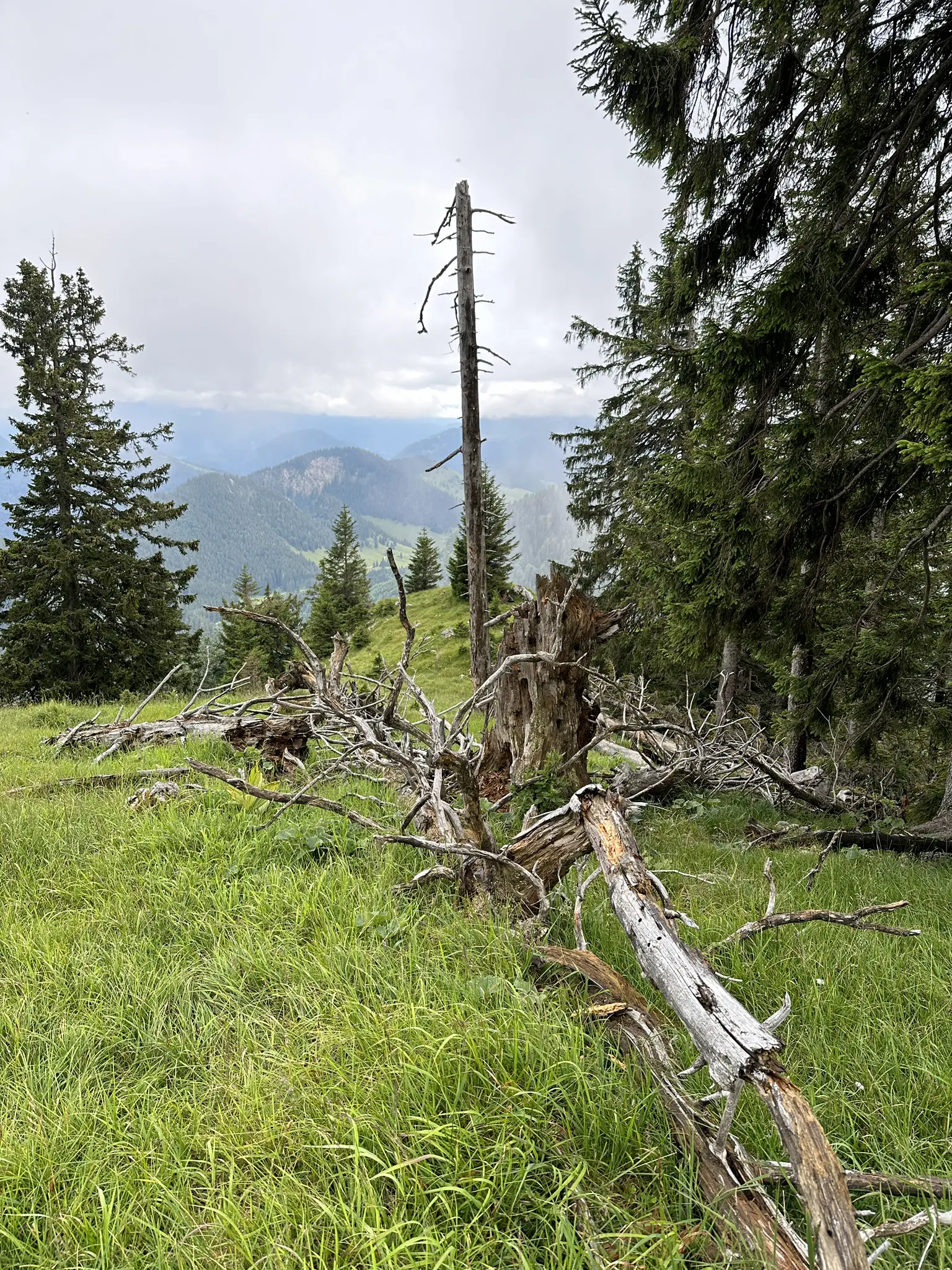 Gefällter Baumstamm über einer Wiese, umgeben von Fichten und Bergen im Hintergrund.