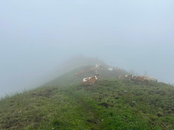 Auf einem grasbewachsenen Hügel liegen mehrere Kühe in dichter Nebelumgebung.