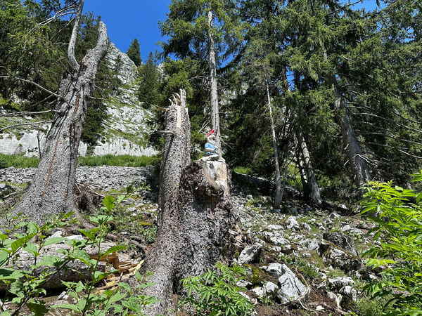 Ein Gartenzwerg sitzt auf einem Baumstumpf in einer felsigen Waldlandschaft mit Kiefern.