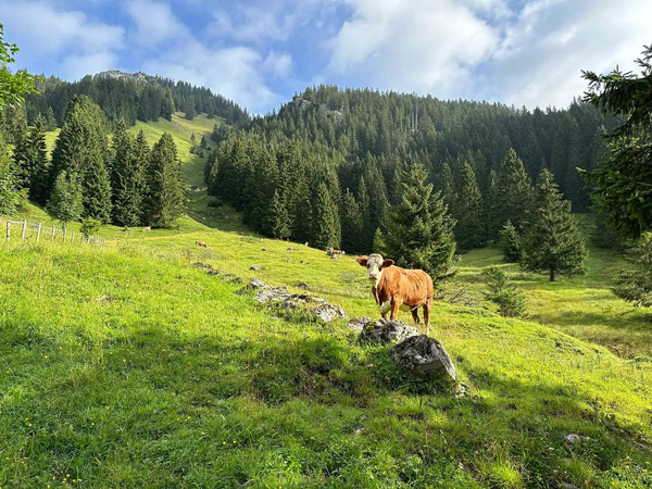 Eine Kuh steht auf einer grünen Wiese in einer bergigen Landschaft mit Tannenbäumen.