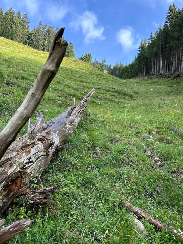 Ein umgestürzter Baumstamm liegt auf einer grünen Wiese, umgeben von einem Waldrand und blauem Himmel.