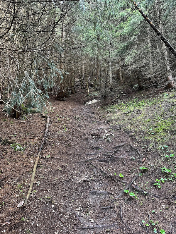 Ein Waldweg führt durch einen dichten Wald mit Tannenbäumen und grünem Unterwuchs.