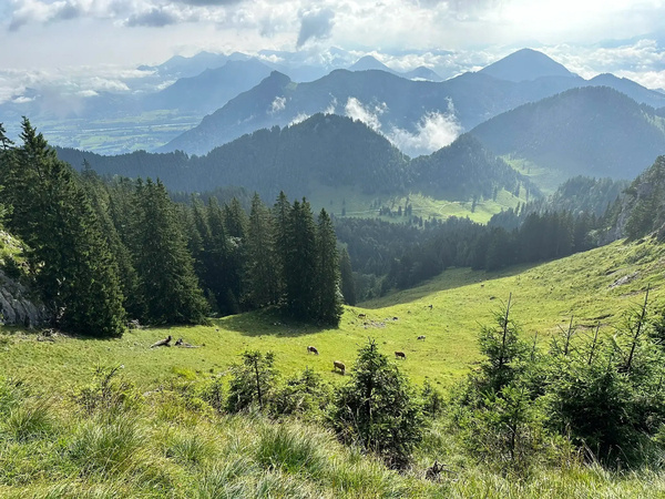 Eine malerische Berglandschaft mit grünen Wiesen, Kühen und bewaldeten Hügeln im Vordergrund sowie nebelverhangenen Gipfeln im Hintergrund.