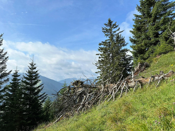 Ein abgestorbener Baum liegt auf einer grünen Wiese, umgeben von Nadelbäumen und Bergen im Hintergrund unter einem blauen Himmel.