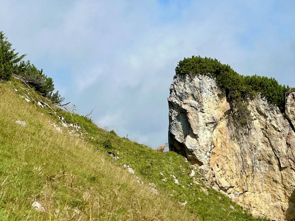 Ein grasbewachsener Hang führt zu einem großen Felsen mit Gebüsch darauf, daneben eine Gams unter einem blauen Himmel.