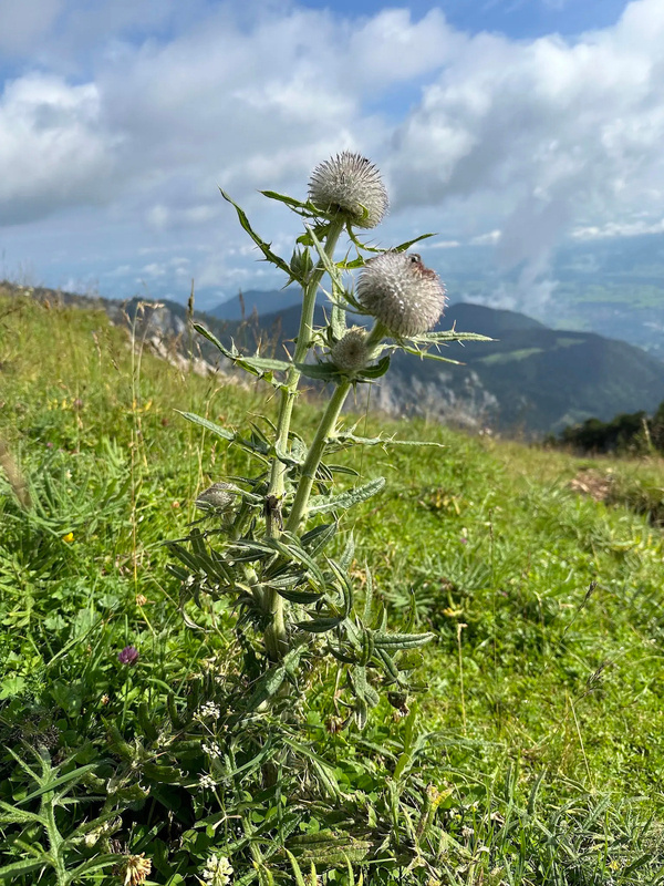 Eine Distelpflanze wächst auf einer Wiese mit Bergen und Wolken im Hintergrund.