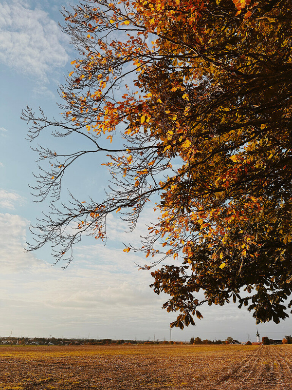 Ein herbstlicher Baum mit gelben und orangefarbenen Blättern ragt in einen weiten, offenen Himmel über einem Feld hinein.