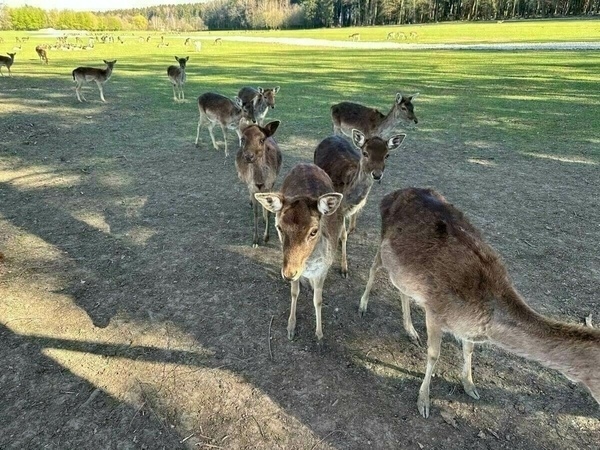 A group of deer is gathered in a grassy, sunlit clearing surrounded by trees.