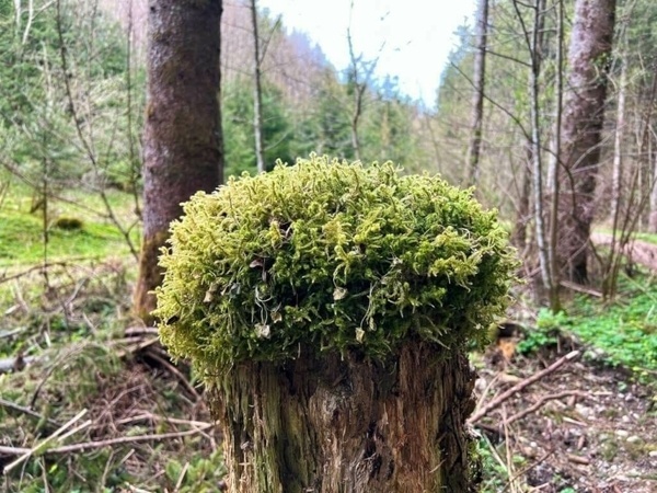 Moos auf einem Baumstumpf im Gleisental.