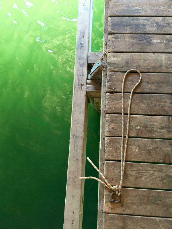 Herrlich grüner Blick vom Bootssteg in den Schliersee