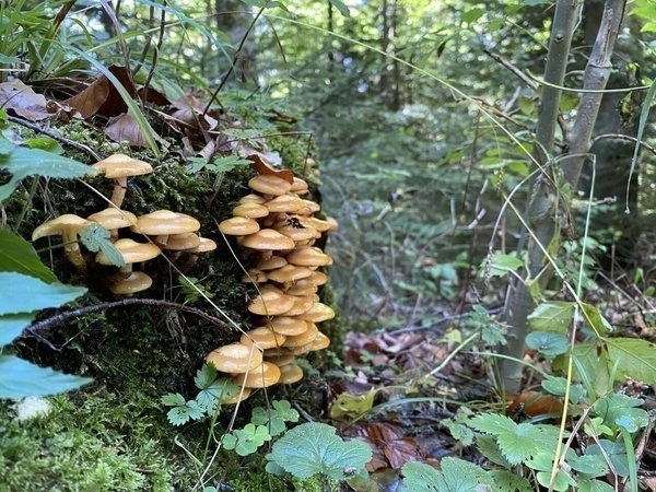 Pilze an einem Baumstumpf