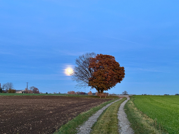 Der Plieinger Liebesbaum mit herbstlichen Blättern steht neben einem Feldweg unter einem klaren, blauen Himmel mit Vollmond.