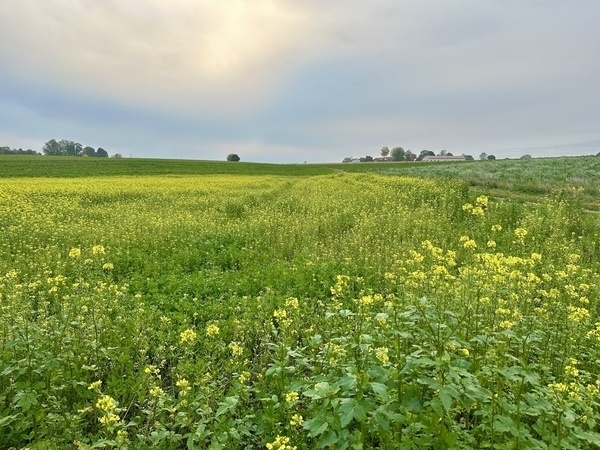 Ein weites Feld mit blühenden gelben Blumen unter einem leicht bewölkten Himmel.