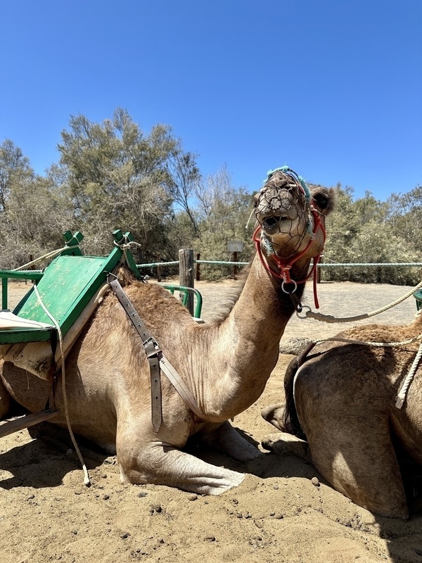 Ein Dromedar liegt auf sandigem Boden mit grünem Sattel unter einem klaren blauen Himmel in den Dünen von Maspalomas.
