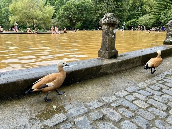 Zwei Enten laufen auf einem gepflasterten Weg entlang eines braunen Teiches, während im Hintergrund Menschen im Wasser sind.