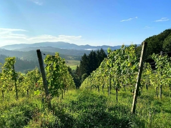 Morgendliche Wanderung durch die Weinberge um Sexau