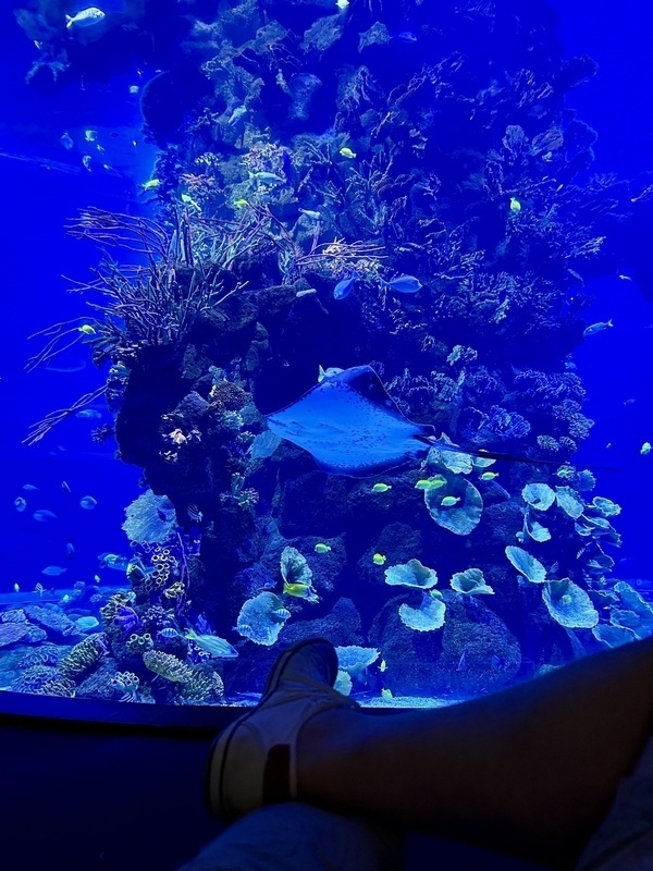 In einem großen Aquarium schwimmt ein Rochen vor einer bunten Korallenlandschaft, während eine Person auf einem erhöhten Platz nahe dem Glas sitzt.
