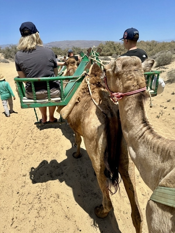 Personen reiten auf Kamelen durch die Dünen von Maspalomas.