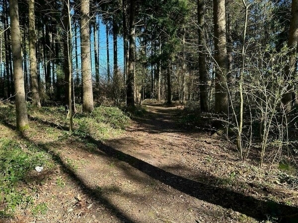 Bäume im Wald in der Nähe des Wildpark Poing