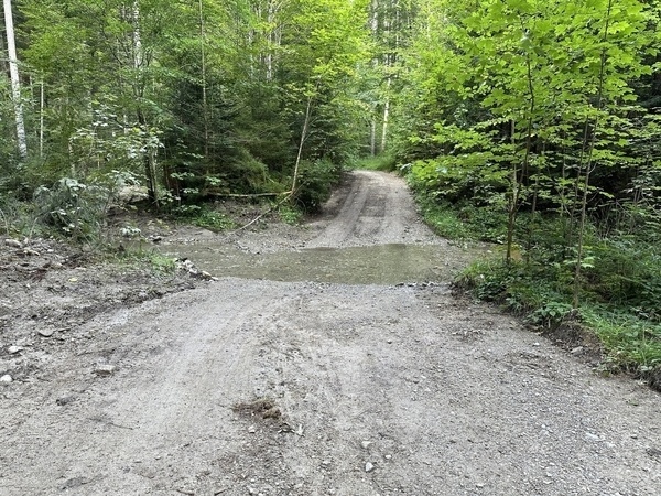 Ein Waldweg mit einer flachen Wasserquerung inmitten dichter Vegetation.