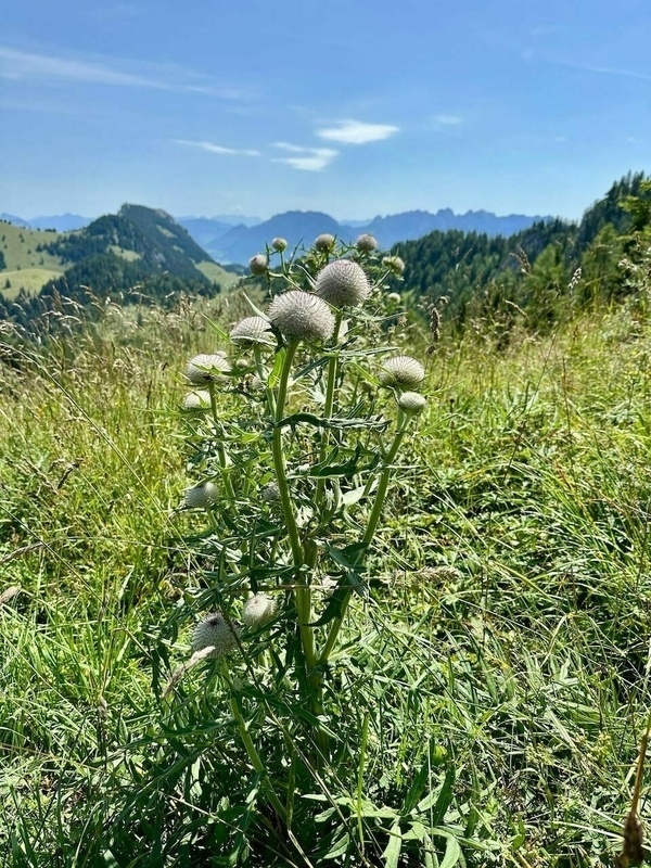 Eine alleinstehende Pflanze mit runden, pelzigen Blüten wächst auf einer grünen Wiese mit einem Bergpanorama im Hintergrund.