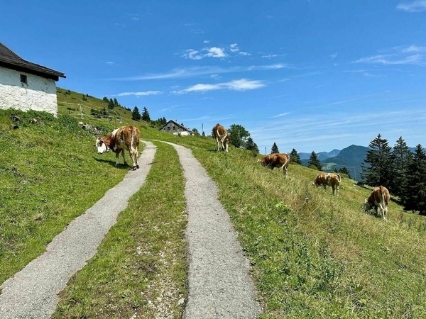 Auf einer grünen Wiese in den Bergen grasen Kühe entlang eines schmalen Weges.