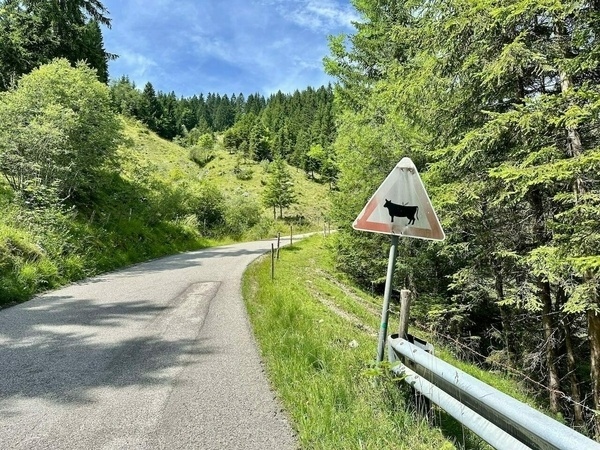 Eine kurvige Straße führt durch eine grüne, bewaldete Landschaft, begleitet von einem Warnschild für Kühe.