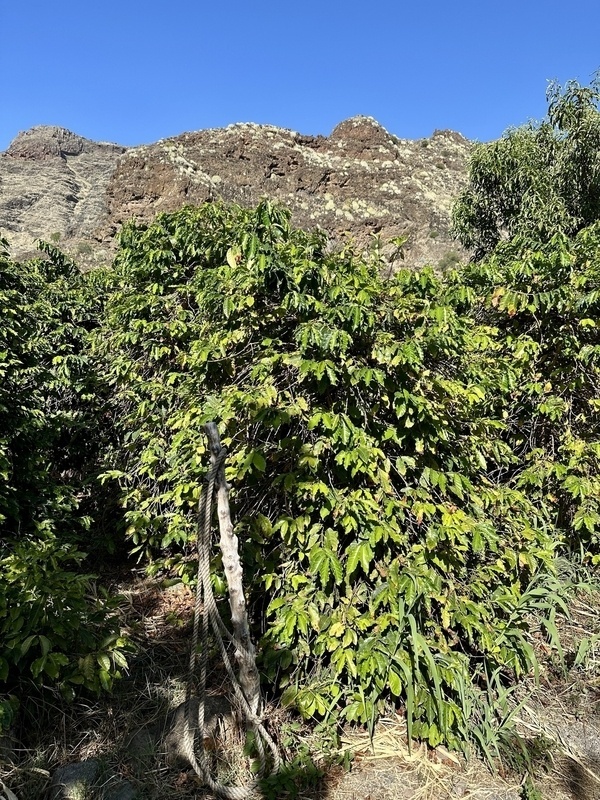 Üppiges grünes Blattwerk eines Kafeebusches wächst vor einer felsigen Berglandschaft unter klarem blauem Himmel.