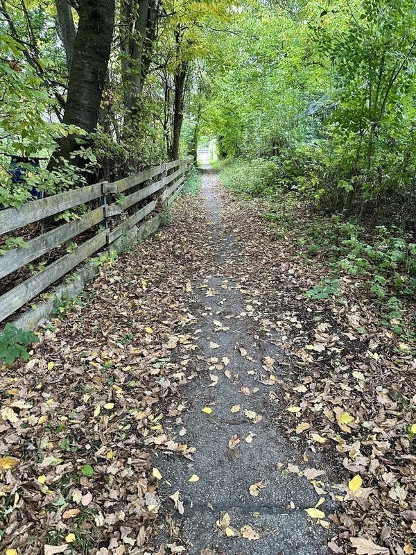 Ein schmaler Weg führt durch einen von Bäumen gesäumten Wald mit Laub auf dem Boden.