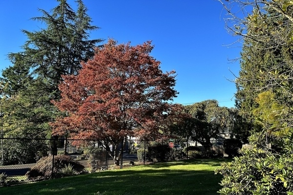 Trees in Oregon, some turning rather festive