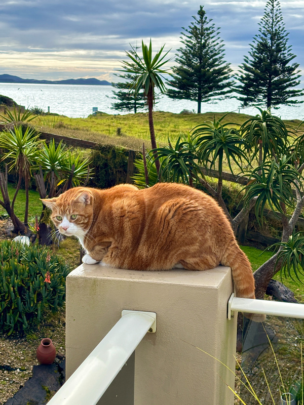 An enormous orange tabby cat is perched on a beige pillar overlooking a garden with various plants and a body of water in the background under a cloudy sky.