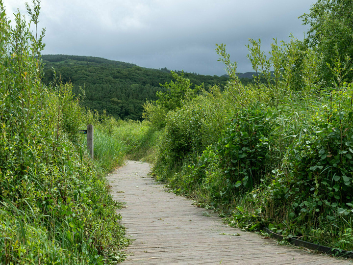 Dyfi Osprey Project