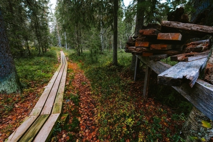 A narrow wooden boardwalk leads through a lush forest with trees on both sides. On the right, a stack of cut timber is resting on a makeshift wooden stand. The ground is covered with green vegetation and fallen leaves.