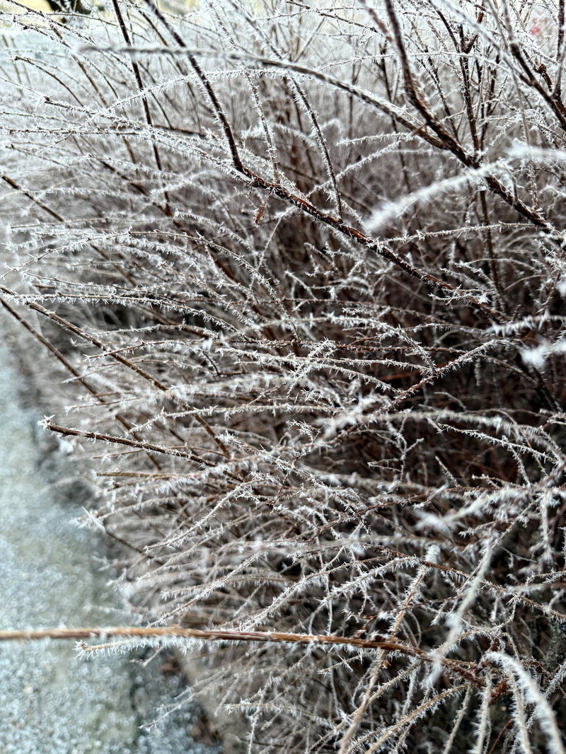 Frost-covered branches with intricate ice crystals. The background is a blurred ground surface.