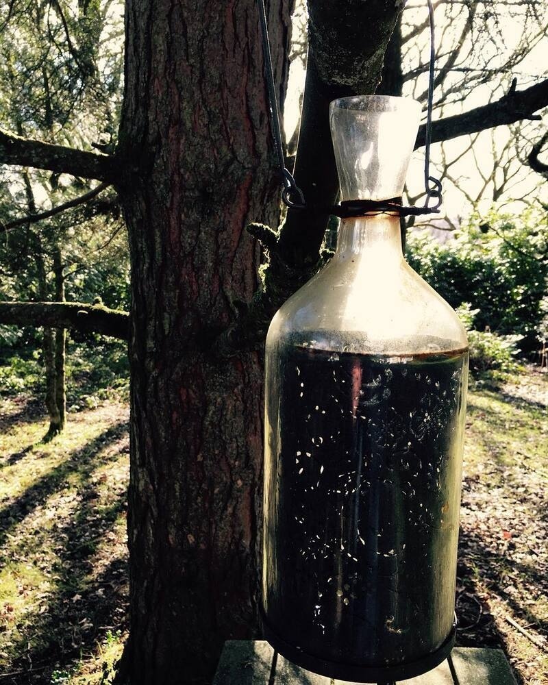 A large glass bottle with a stopper is hanging from a tree in a sunlit outdoor setting.