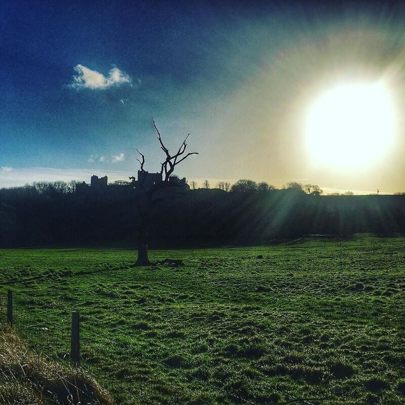 A lone, leafless tree stands in a green field under a bright sun and a blue sky with a castle silhouette on the horizon.