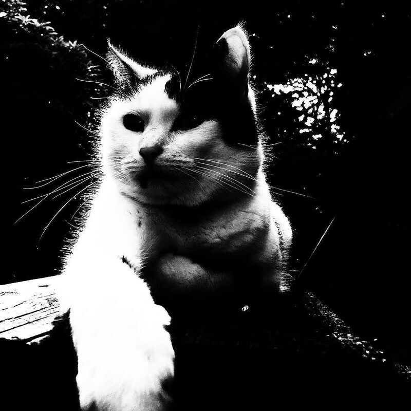 A black and white cat is lounging with one paw extended forward amidst a dark background.