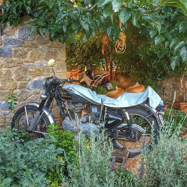 A vintage Royal Enfield motorcycle is parked among lush greenery and plants, with a stone wall and another motorcycle visible in the background.