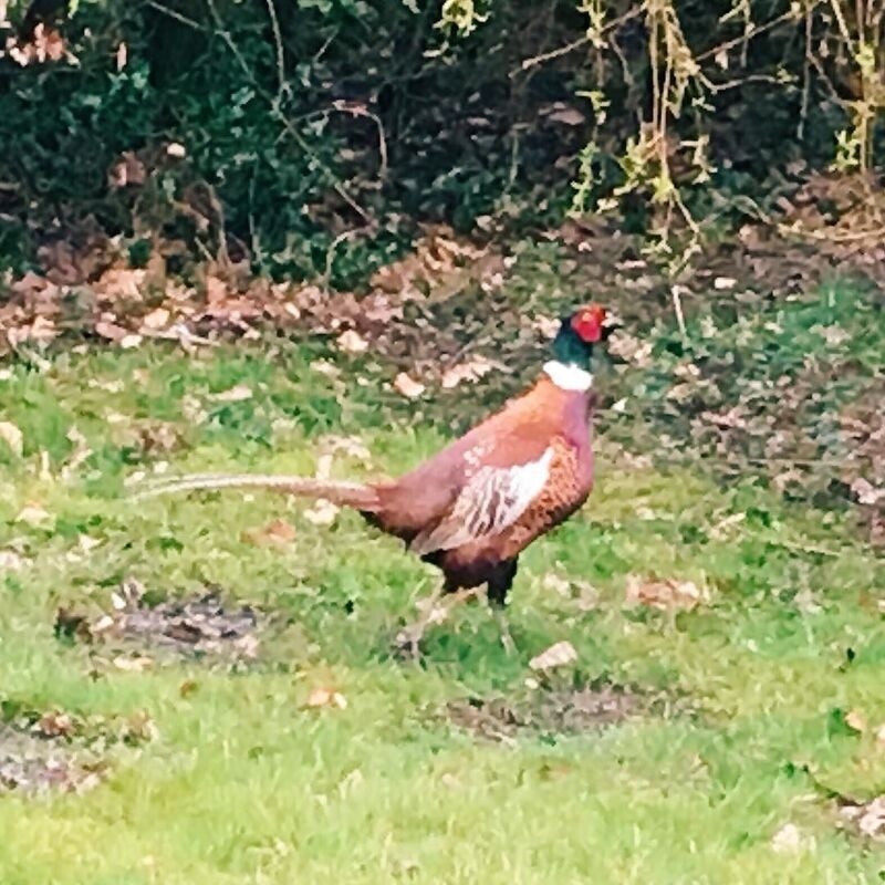 A pheasant with vibrant plumage stands on grassy ground near some leafy bushes.