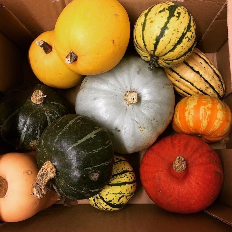 A variety of colorful pumpkins and squash are arranged together inside a cardboard box.