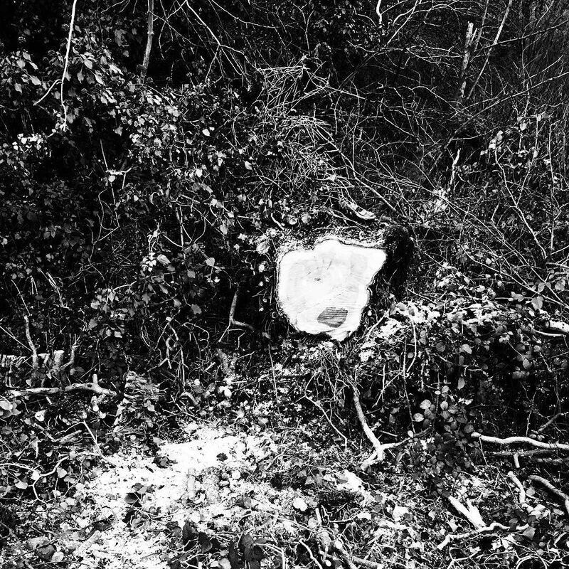 A freshly cut tree stump is surrounded by dense foliage and scattered leaves on the ground.