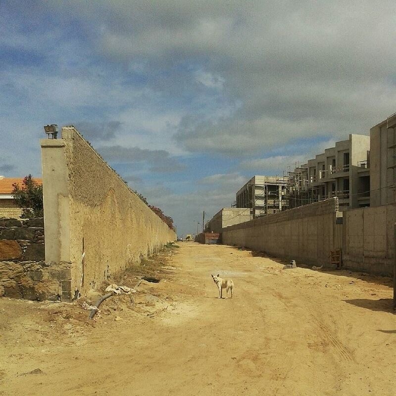 A lone dog stands on a wide, dusty path flanked by a stone wall on the left and modern buildings under construction on the right.