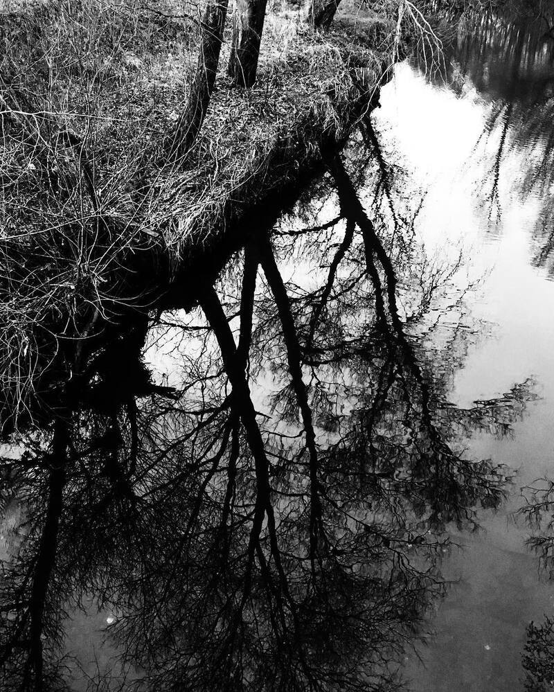 Leafless trees and their intricate branches are reflected in a calm body of water beside a riverbank.