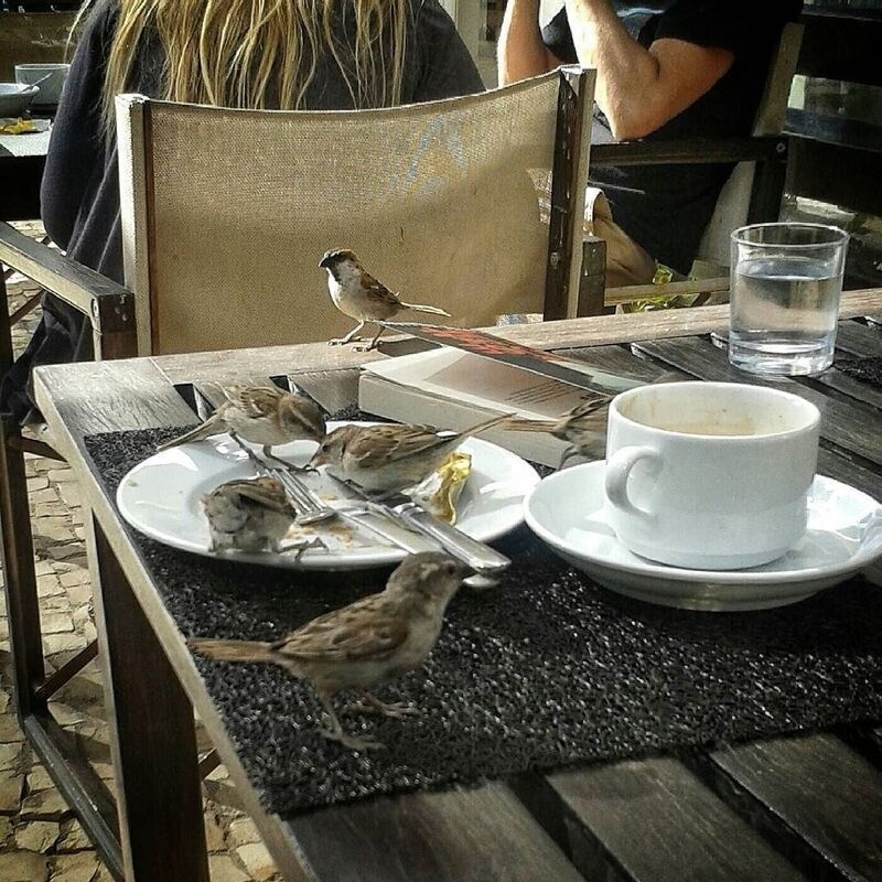 Several small birds are perched on and around a table with a plate, utensils, a coffee cup, a glass of water, and a notebook, while two people sit in the background.
